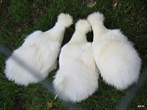 Silkies - Wernlas Collection