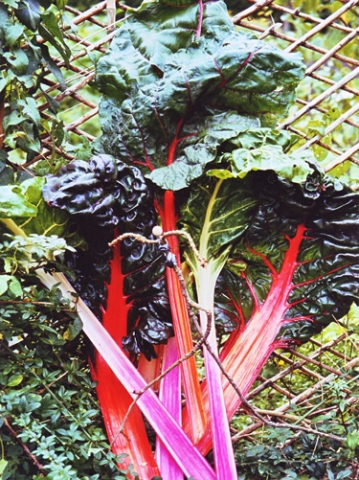 Chard Dancer